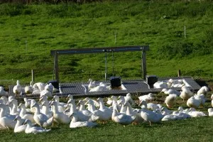 ducks out doors